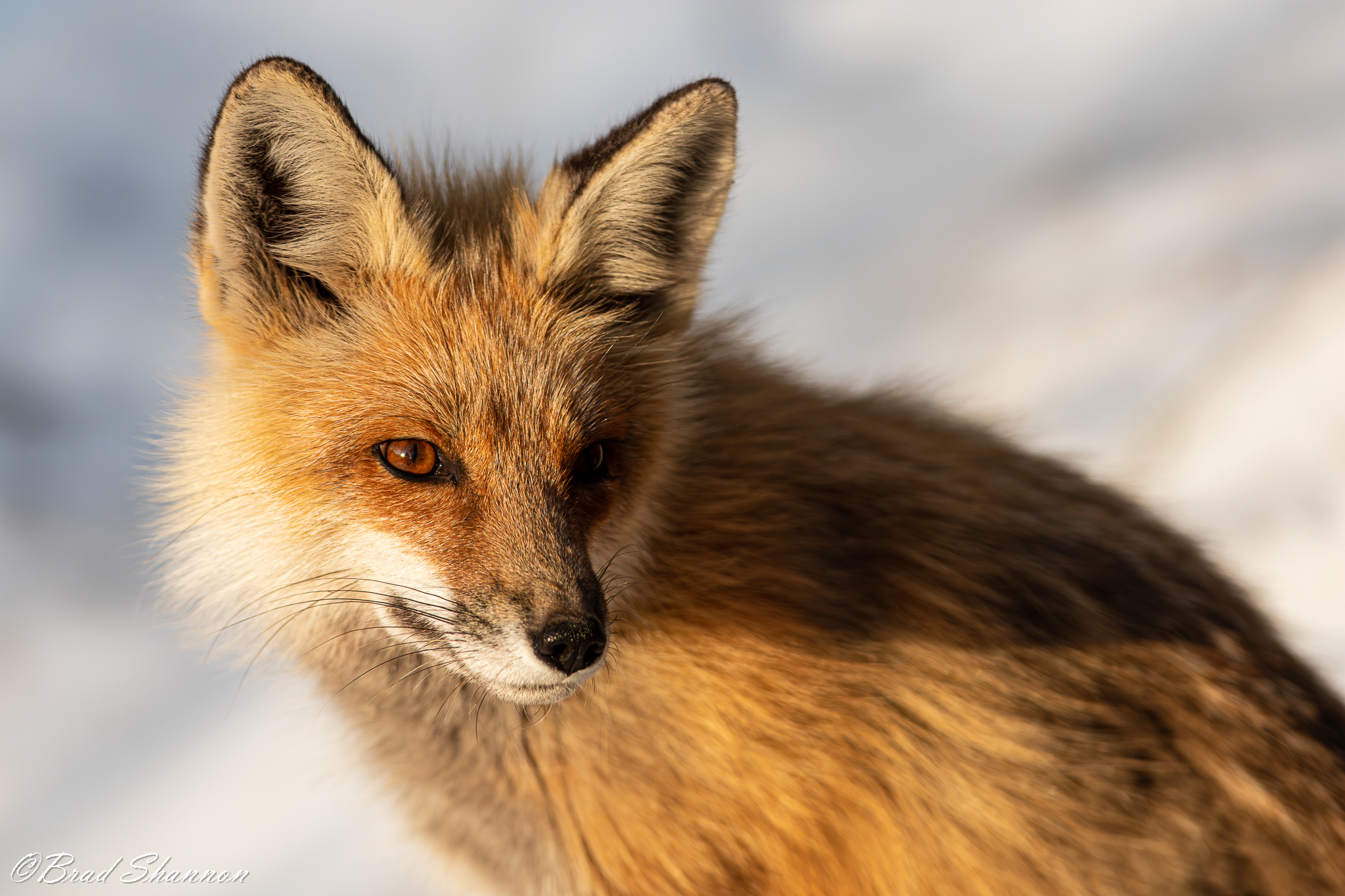 Red fox close-up portrait in winter, warm light against snow