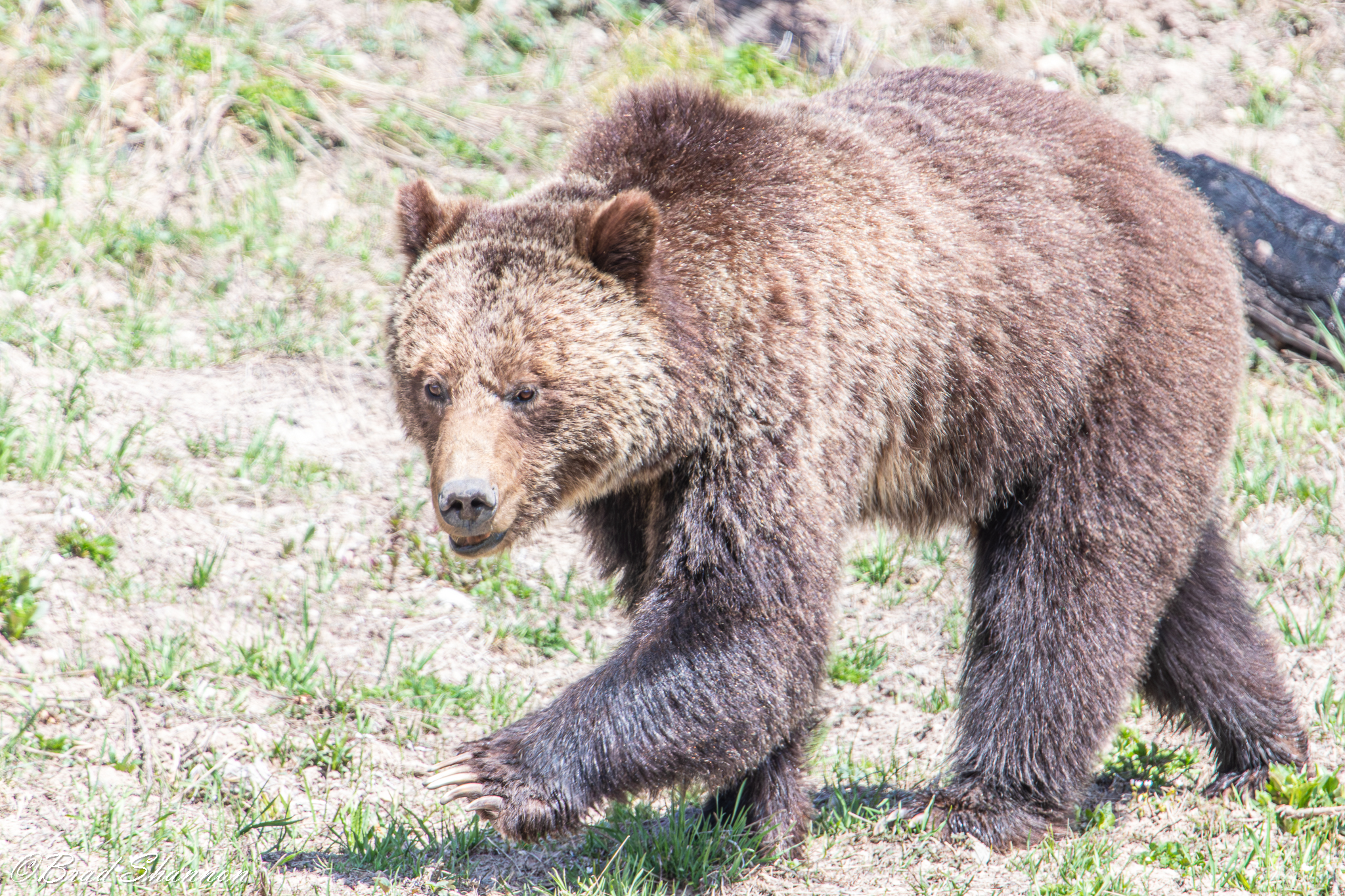 Grizzly bear walking across open ground