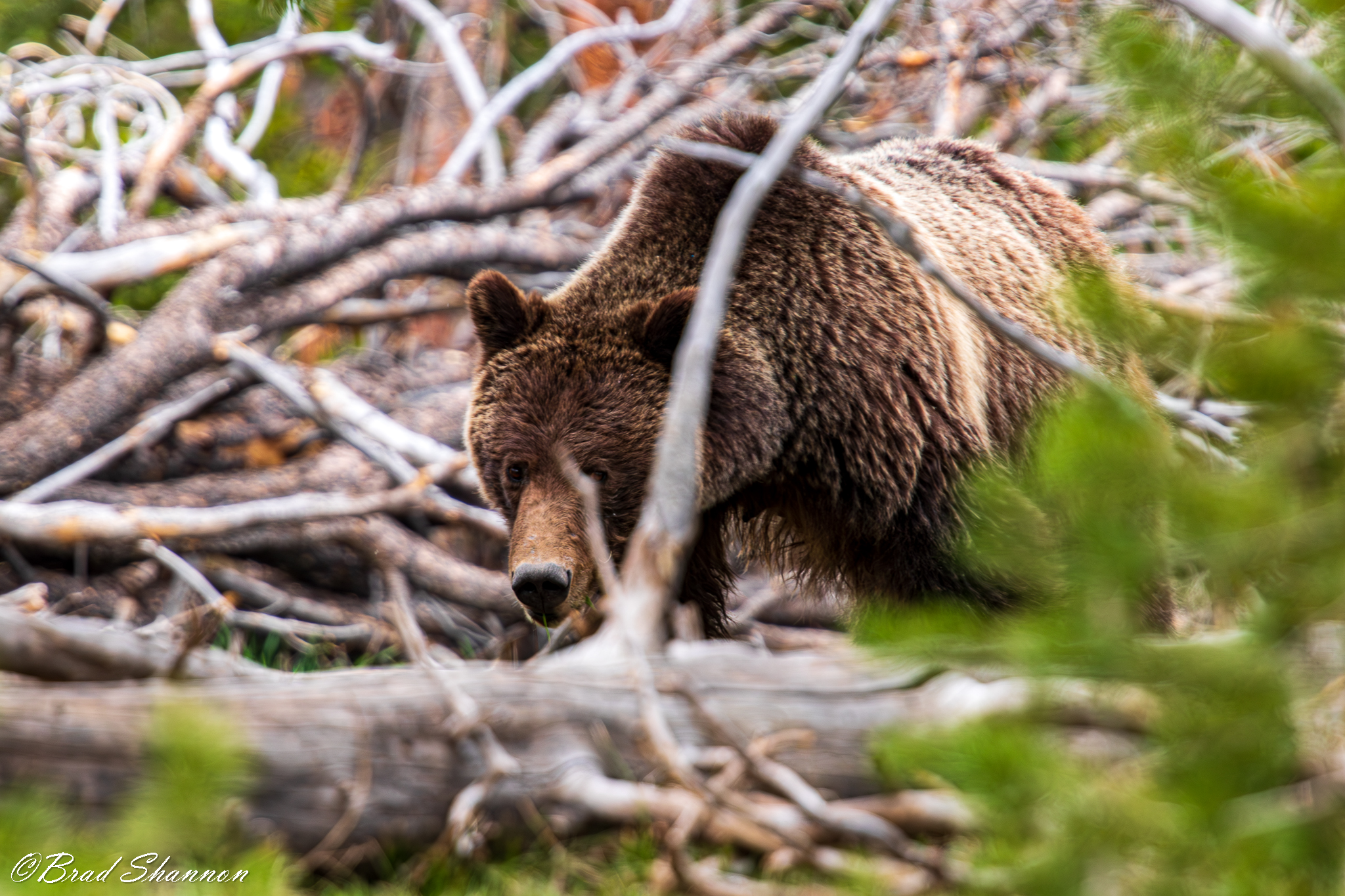 Grizzly bear moving through dense fallen timber
